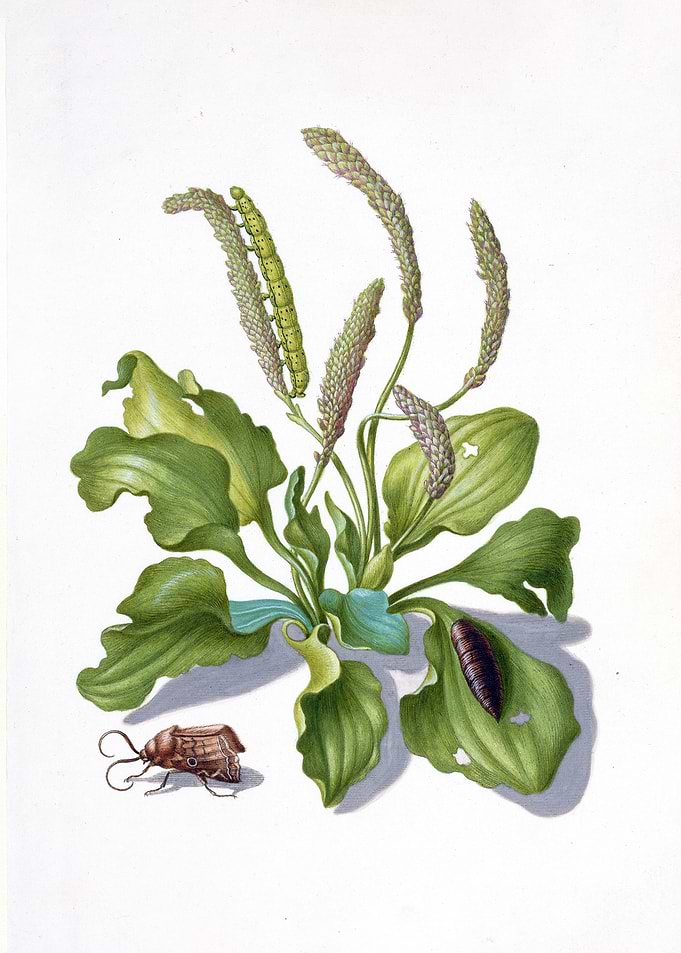 Plantain