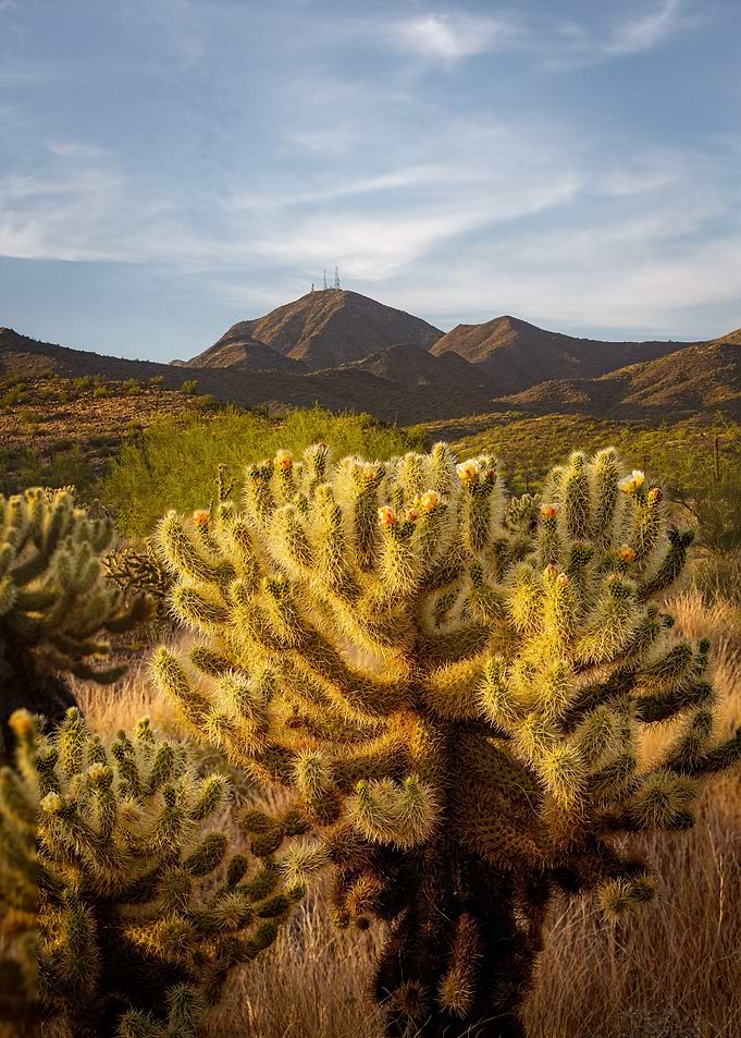 nature is desert