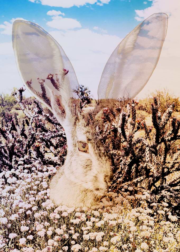 Spirit of the Jack Rabbit
