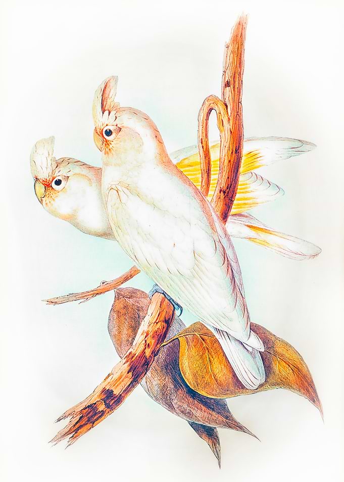 Blood stained Cockatoo