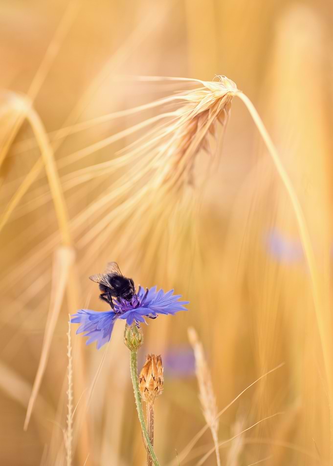 Bumblebee