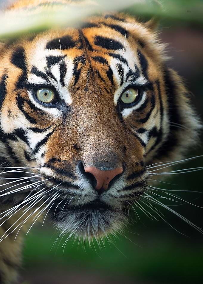 animal face tiger