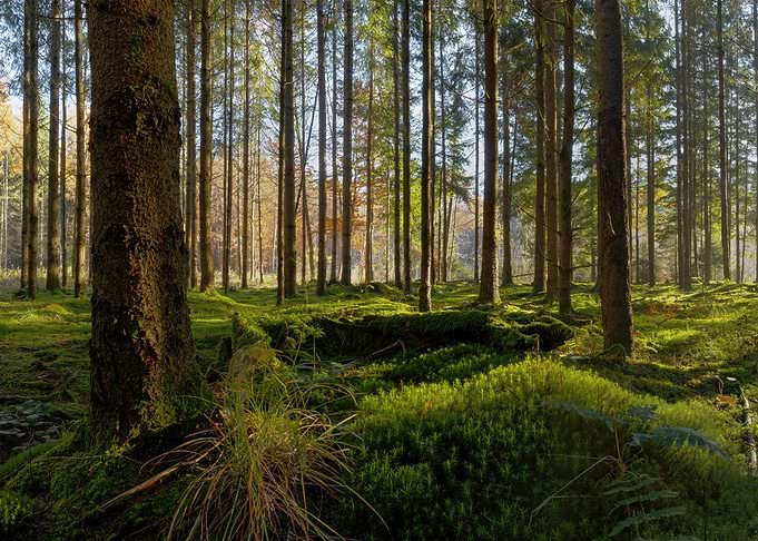 In the forest part 1 of 2