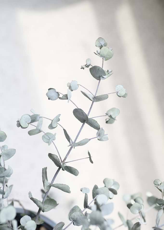 Baby Eucalyptus Dream 1