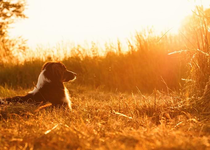Australian Shepherd
