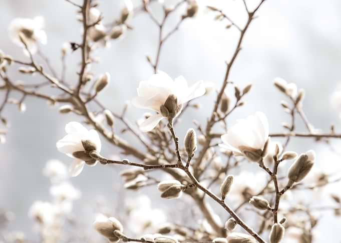 Magnolia Beauty Dream 2