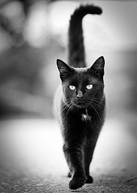 Black Cat