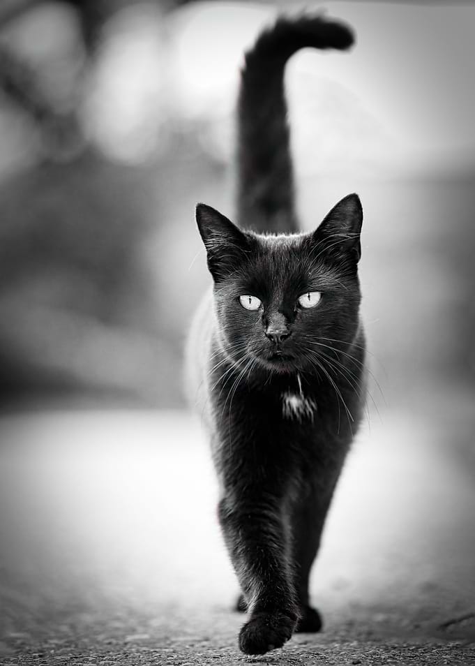 Black Cat