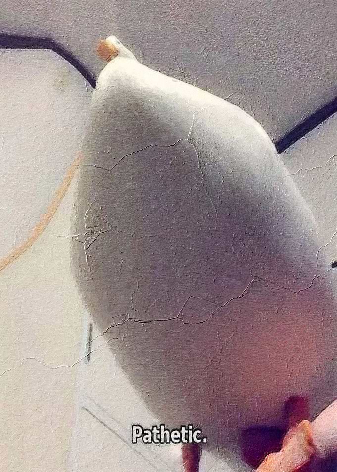 pathetic duck meme