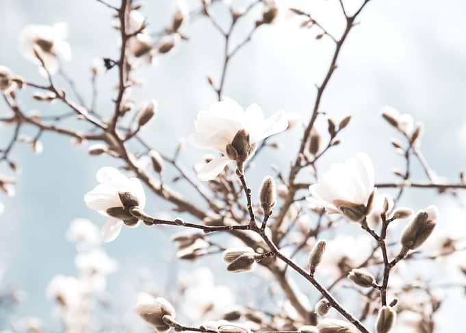 Magnolia Beauty Dream 1