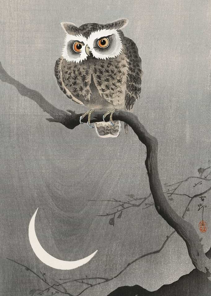 Long eared owl Ohara Print