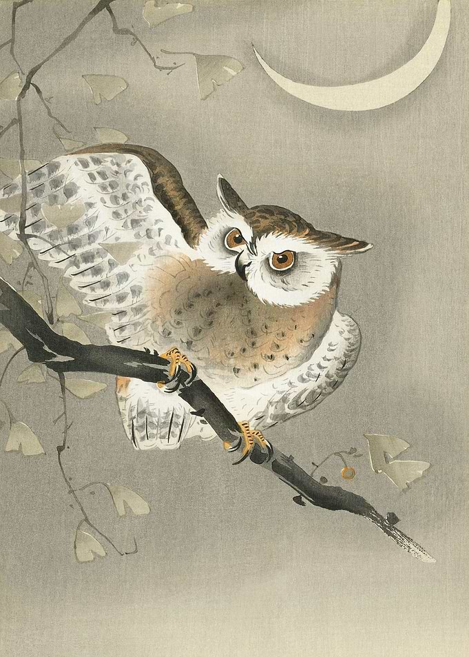 Long eared owl in ginkgo