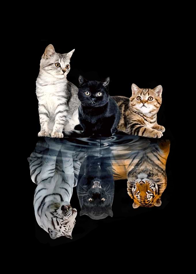Cats Reflection Friend