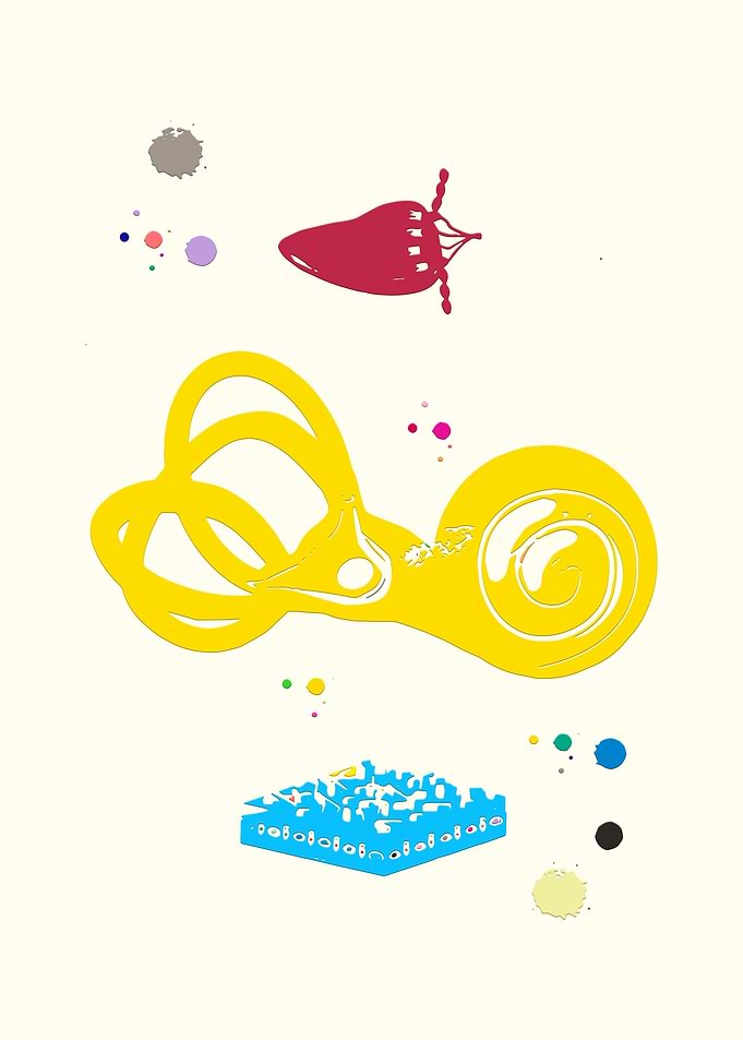 Inner ear