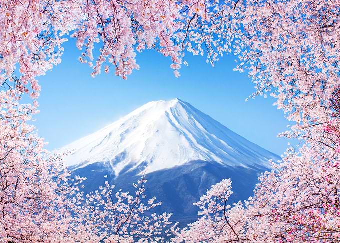 Mt Fuji and cherry blossom