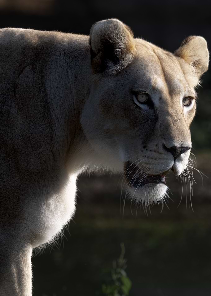 The Strength and Beauty