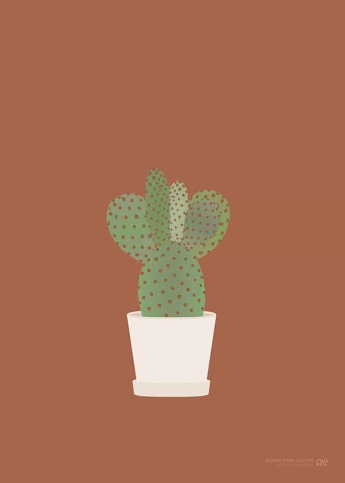 Bunny Ear Cactus