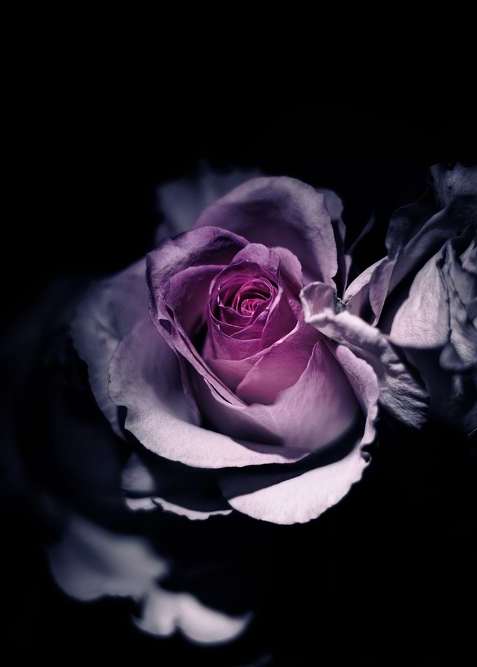 Pink Rose