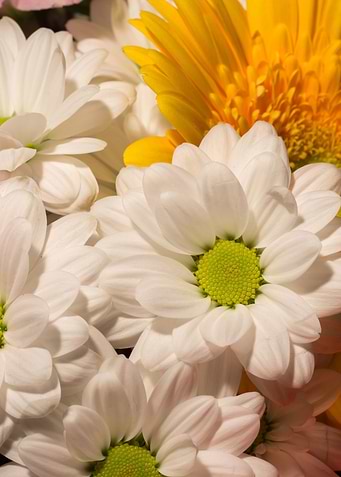 White daisy flowers