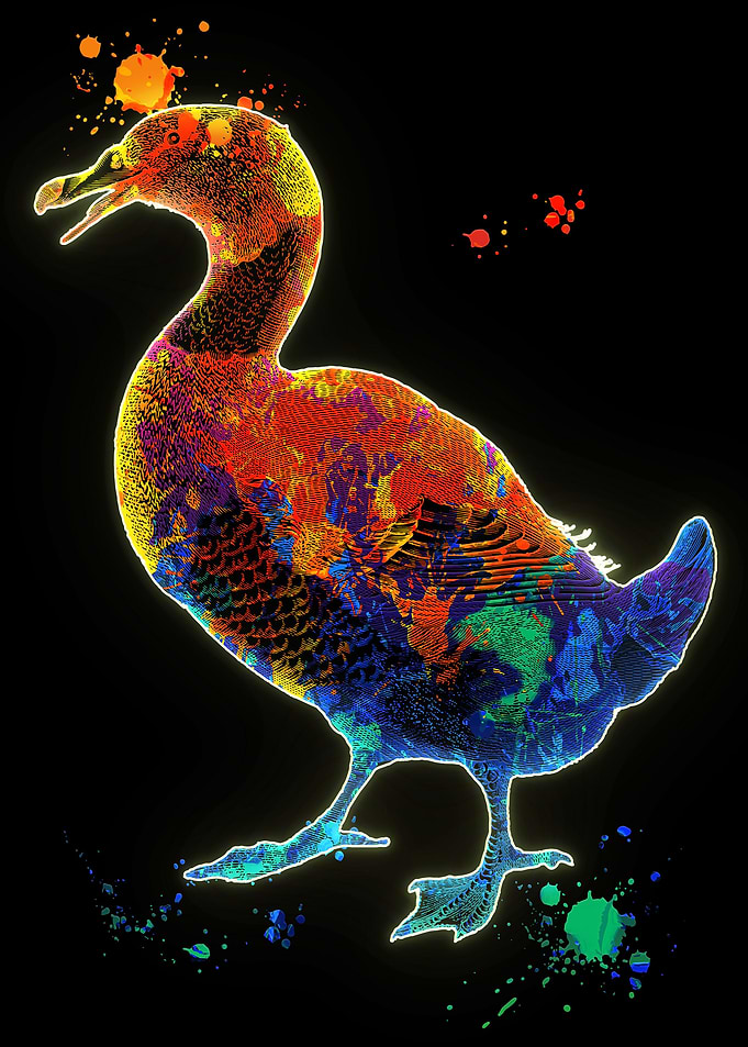 Duck