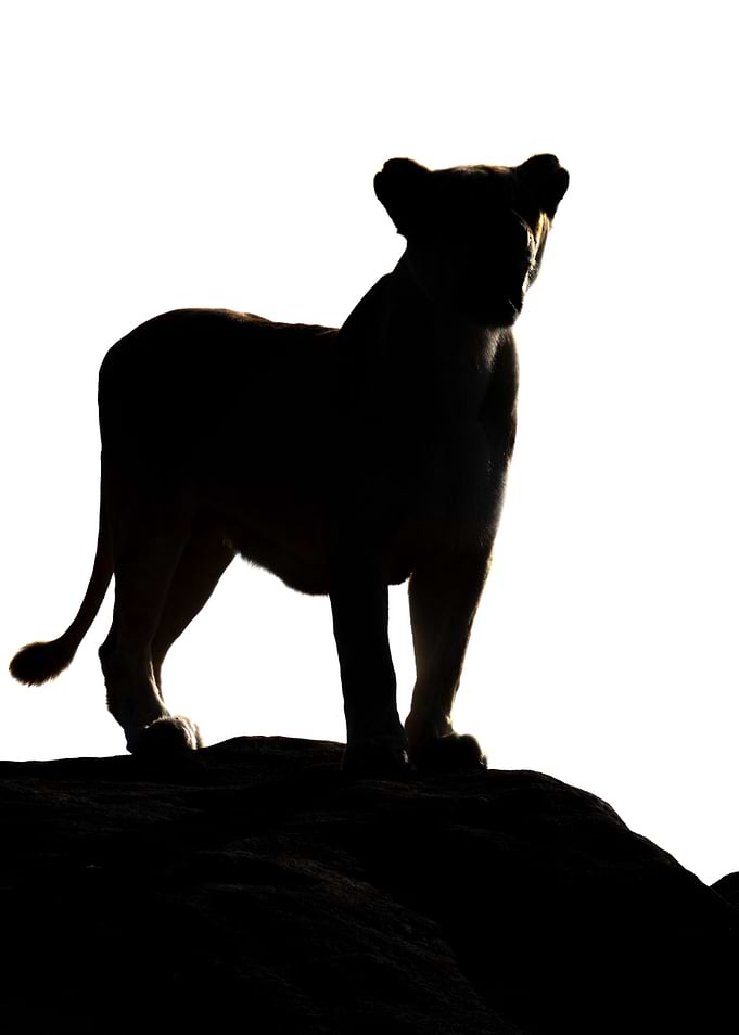 A Striking Silhouette