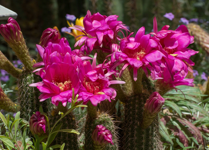 Pink Cactus Flowers