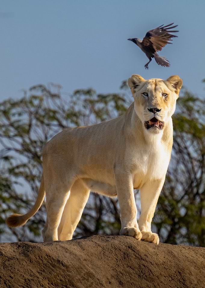 Majestic and Mighty