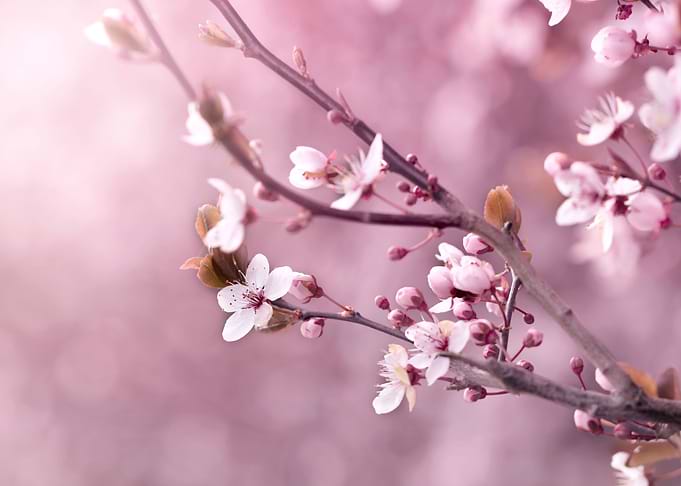 Japanese cherry blossoms