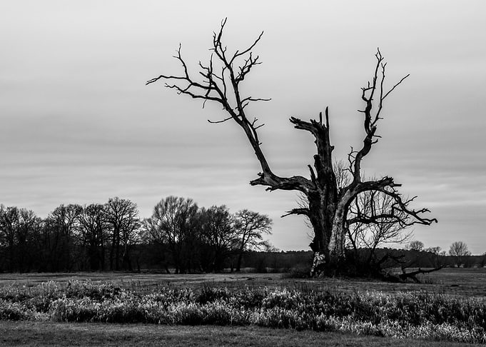 Old oaks