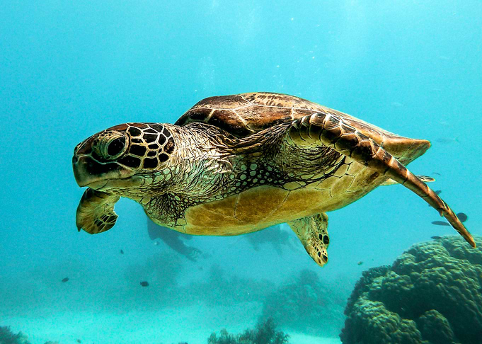 Turtle