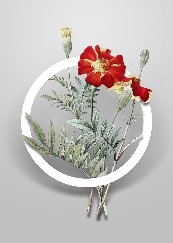 Mexican Marigold Flower