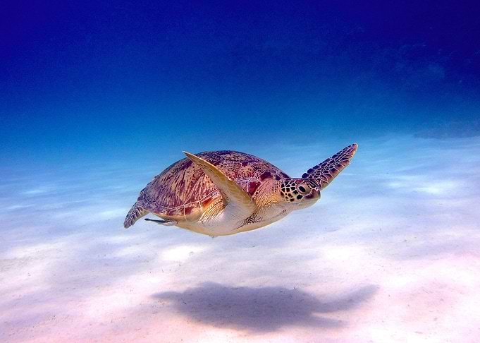 Turtle