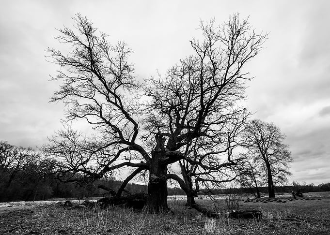 Old oaks