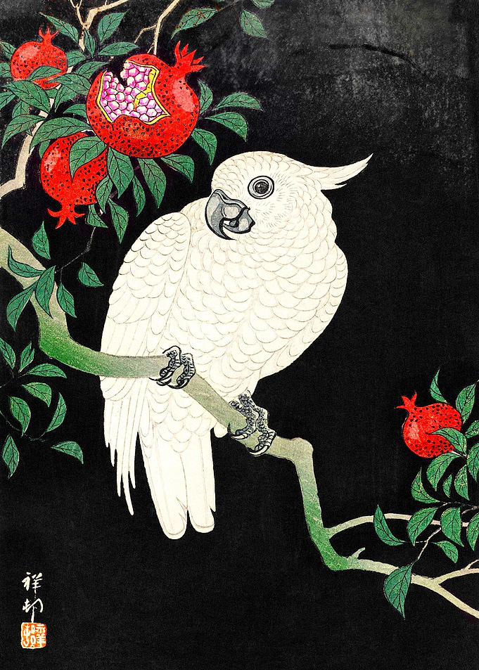 Cockatoo and Pomegranate