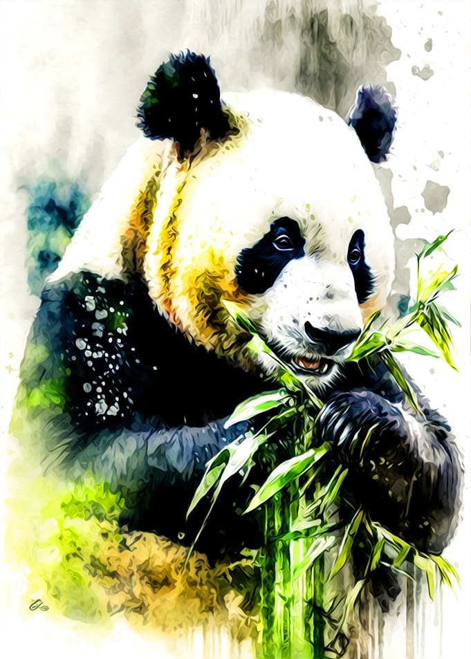 Panda