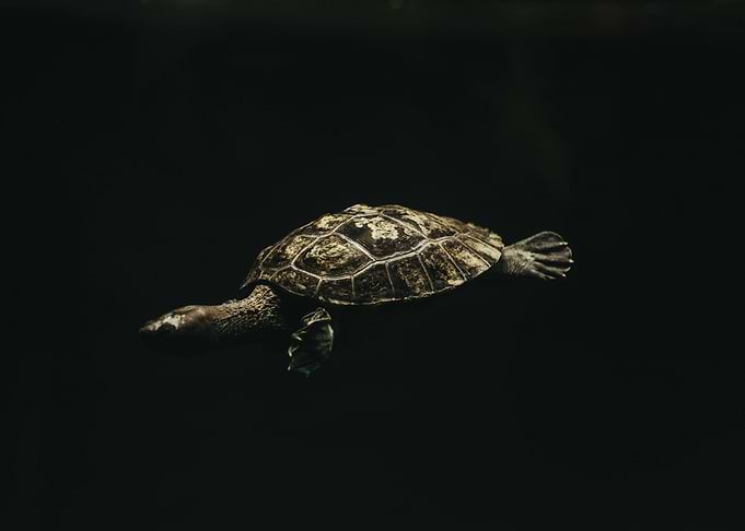 Turtle
