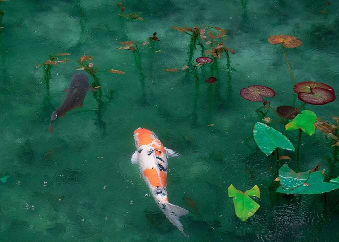 Koi Pond