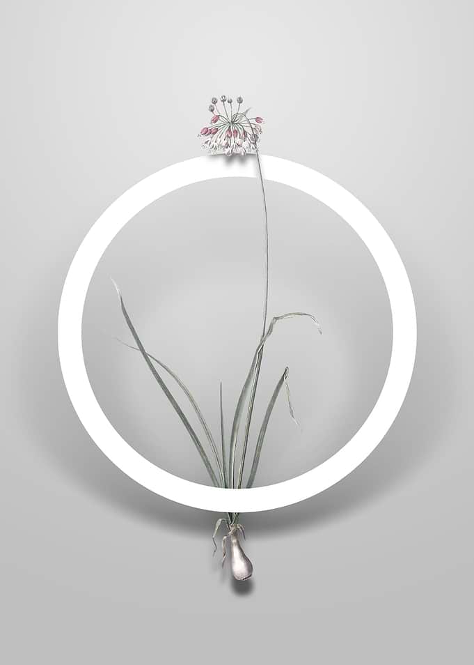 Nodding Onion Flower Art