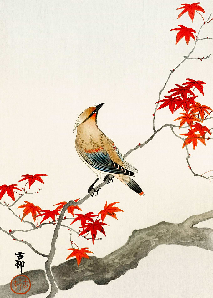 Japanese plague bird Ohara