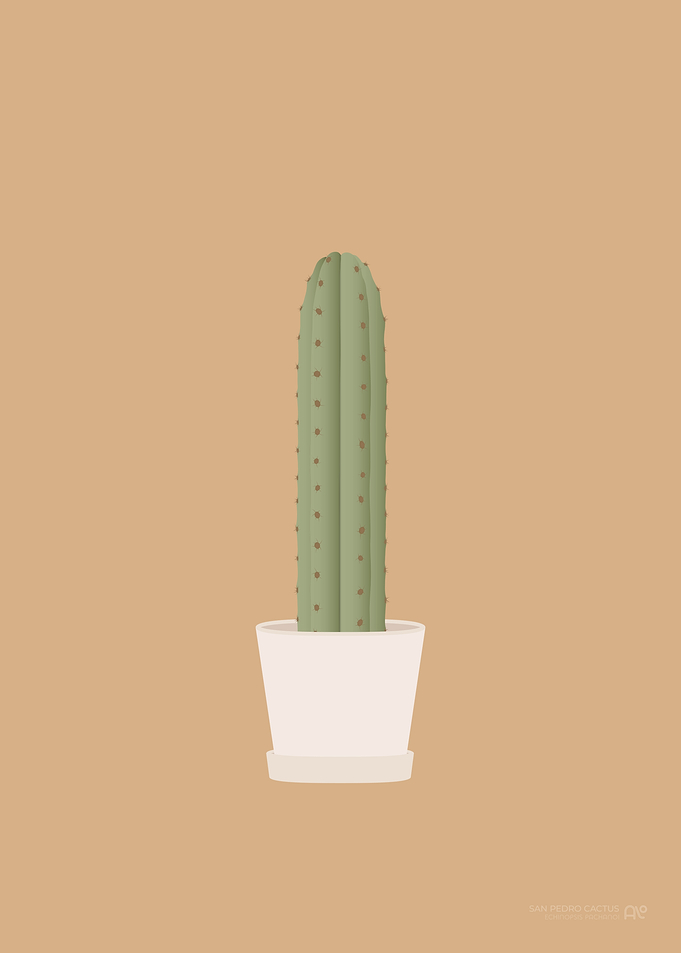 San Pedro Cactus
