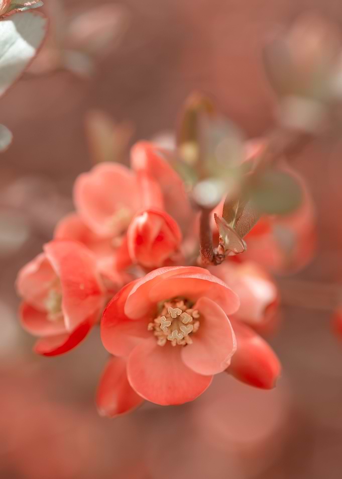 Orange Quince Flowers