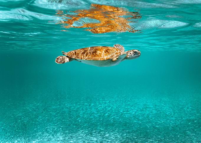 Turtle