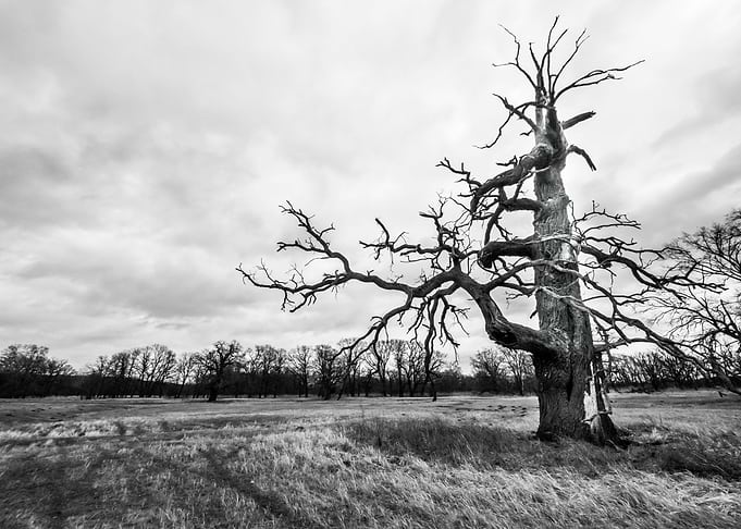 Old oaks
