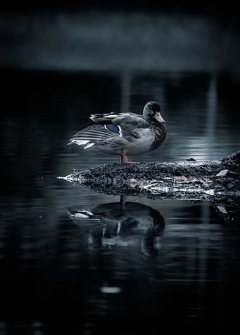 Reflection