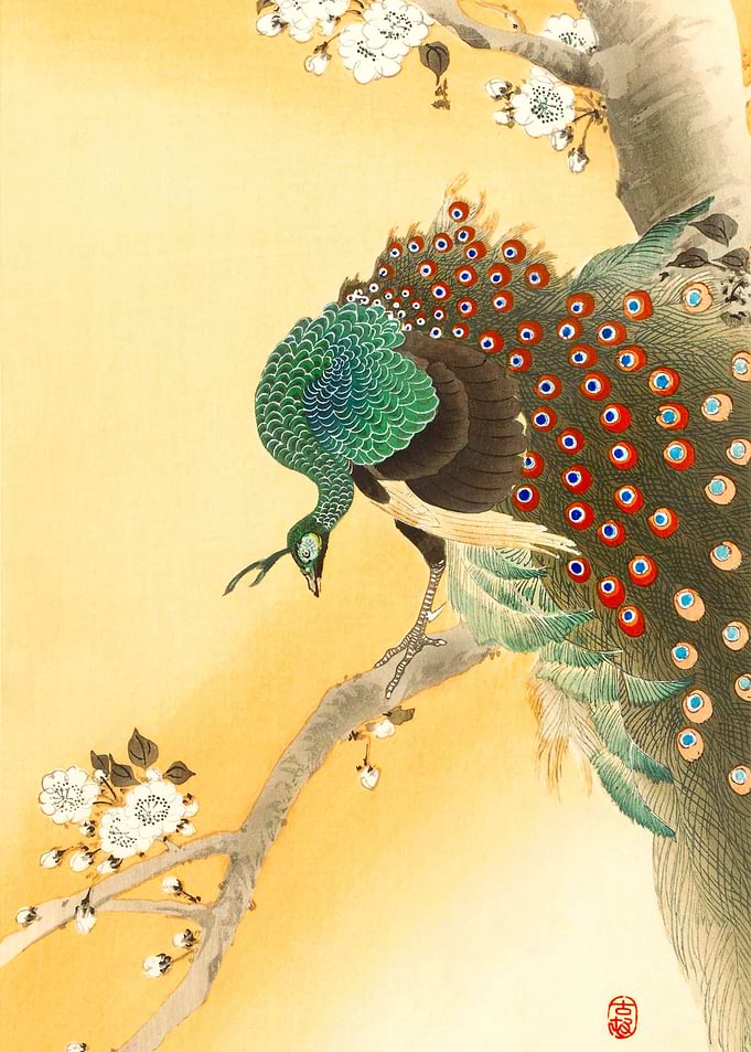 Peacock cherry blossom