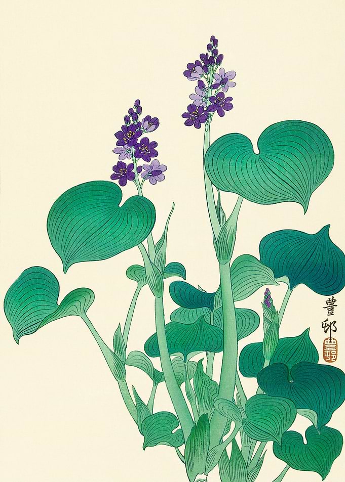 Blooming hosta Ohara Koson