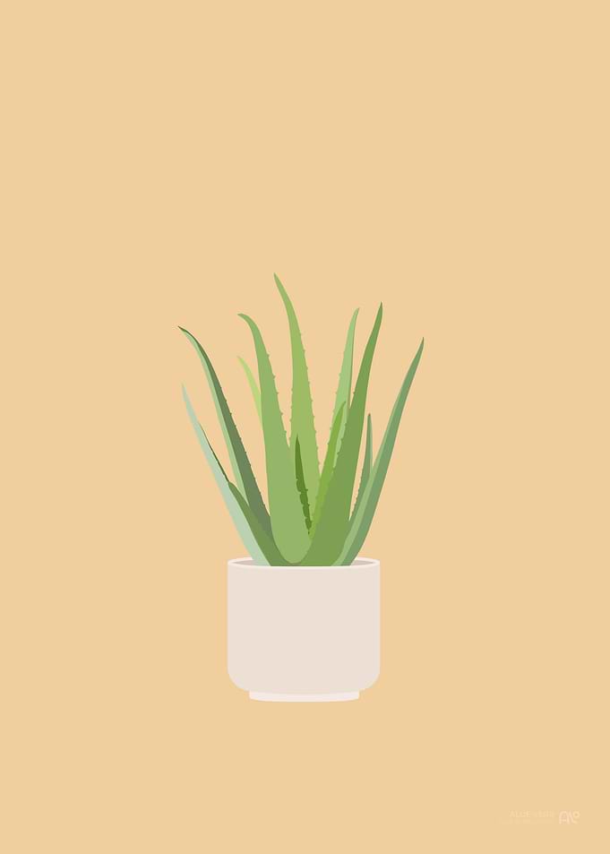 Aloe Vera Illustration