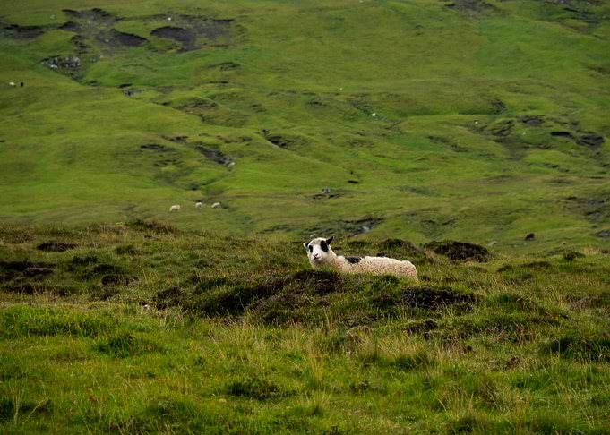 Faroe Islands and sheep
