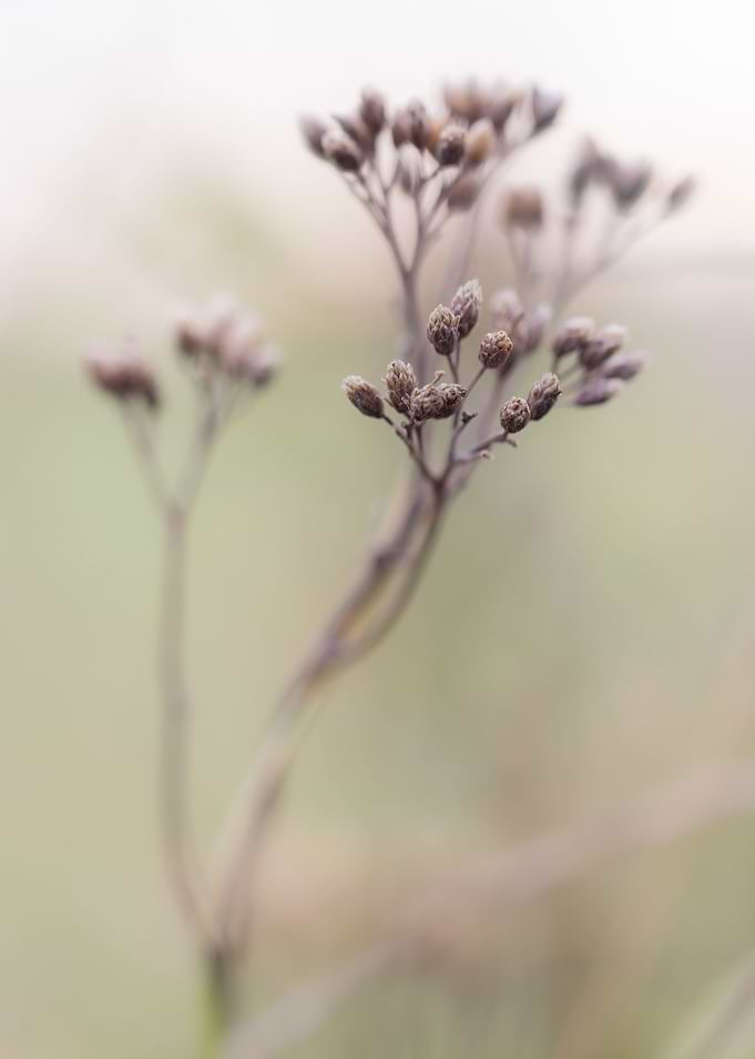 ephemeral beauty