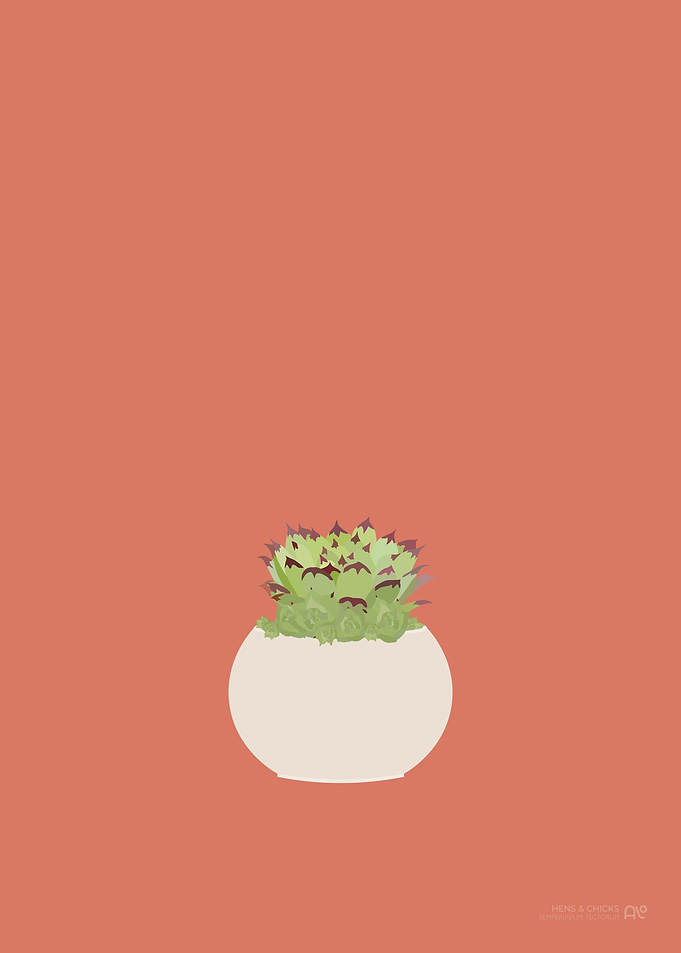 Hens and Chicks Plant